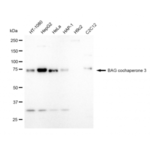 KD-Validated BAG3 Rabbit mAb (20 μl)