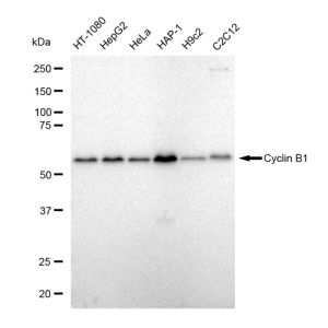 KD-Validated CCNB1 Rabbit mAb (20 μl)