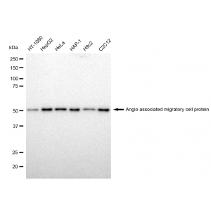 KD-Validated AAMP Rabbit mAb (20 μl)
