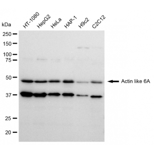KD-Validated ACTL6A Rabbit mAb (20 μl)