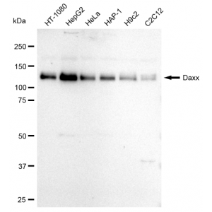 KD-Validated DAXX Rabbit mAb (20 μl)