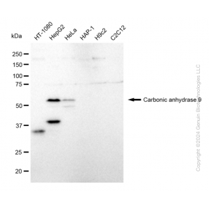 KD-Validated CA9 Rabbit mAb (20 μl)