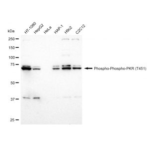 KD-Validated Phospho-PKR (T451) Rabbit mAb (20 μl)