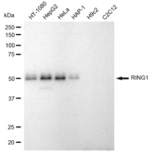 KD-Validated RING1 Rabbit mAb (20 μl)