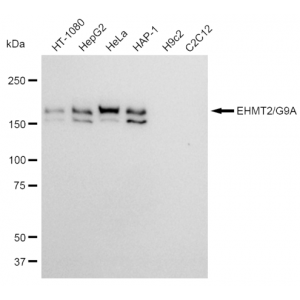 KD-Validated EHMT2 Rabbit mAb (20 μl)