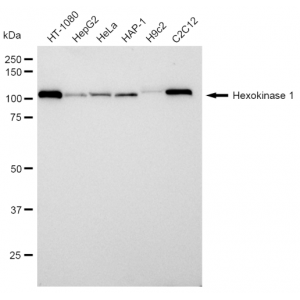 KD-Validated HXK1 Rabbit mAb (20 μl)