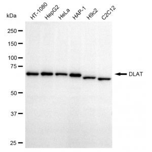 KD-Validated DLAT Rabbit mAb (20 μl)
