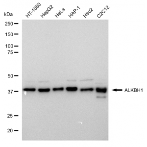 KD-Validated ALKBH1 Rabbit mAb (20 μl)