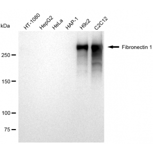 KD-Validated Fibronectin 1 Rabbit mAb (20 μl)