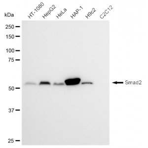 KD-Validated Smad2 Rabbit mAb (20 μl)