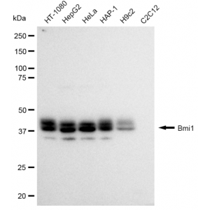 KD-Validated Bmi1 Rabbit mAb (20 μl)
