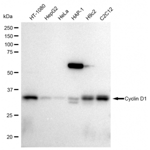 KD-Validated BCL1 Rabbit mAb (20 μl)