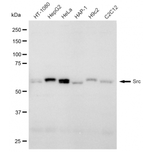 KD-Validated Src Rabbit mAb (20 μl)