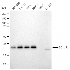 KD-Validated GC1q R Rabbit mAb (20 μl)