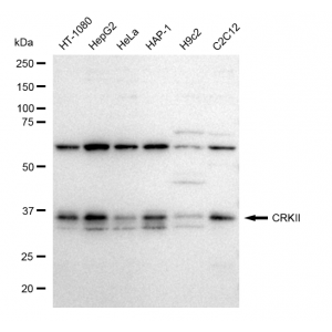 KD-Validated CRKII Rabbit mAb (20 μl)