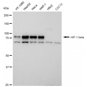 KD-Validated HIF1β Rabbit mAb (20 μl)
