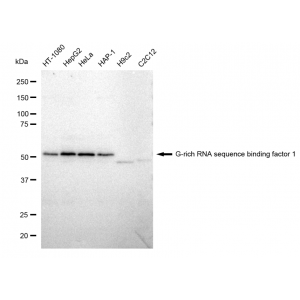 KD-Validated GRSF1 Rabbit mAb (20 μl)