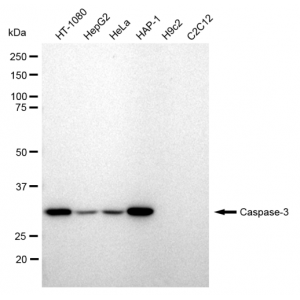KD-Validated CASP3 Rabbit mAb (20 μl)