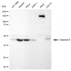 KD-Validated CASP9 Rabbit mAb (20 μl)