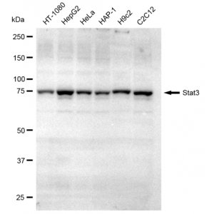 KD-Validated Stat3 Rabbit mAb (20 μl)