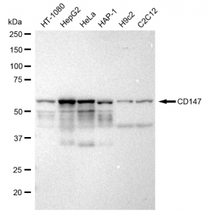 KD-Validated CD147 Rabbit mAb (20 μl)