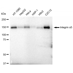 KD-Validated CD49e Rabbit mAb (20 μl)