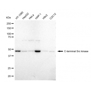 KD-Validated CSK Rabbit mAb (20 μl)