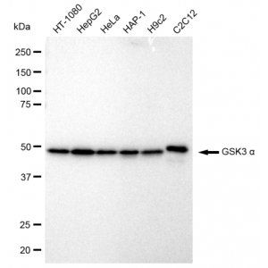 KD-Validated GSK3A Rabbit mAb (20 μl)