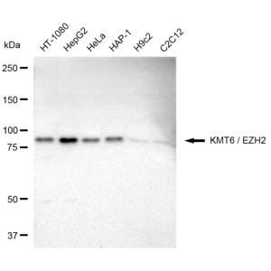 KD-Validated KMT6 Rabbit mAb (20 μl)