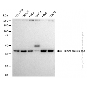 KO-Validated TP53 Rabbit pAb (20 μl)
