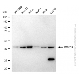 KO-Validated BCKDK Rabbit pAb (20 μl)