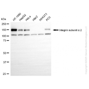 KO-Validated ITGA2 Rabbit mAb (20 μl)