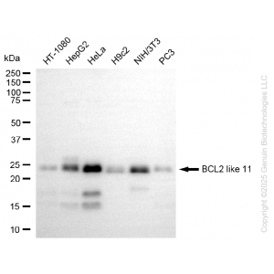 KO-Validated BCL2L11 Rabbit mAb (20 μl)