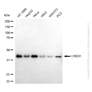KO-Validated CREB1 Mouse mAb (20 μl)