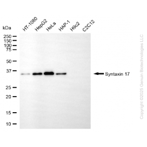 KO-Validated STX17 Mouse mAb (20 μl)