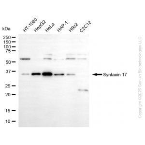 KO-Validated STX17 Mouse mAb (20 μl)