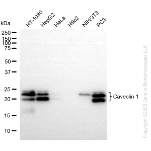 KO-Validated CAV1 Rabbit mAb (20 μl)