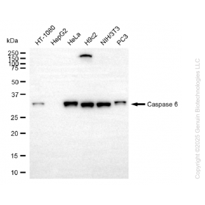 KO-Validated CASP6 Rabbit mAb (20 μl)