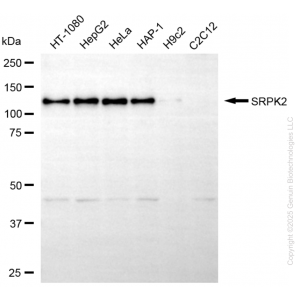 KO-Validated SRPK2 Mouse mAb (20 μl)
