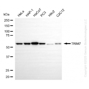 KO-Validated TRIM7 Mouse mAb (20 μl)