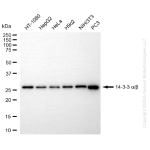 KO-Validated YWHAB Rabbit mAb (20 μl)