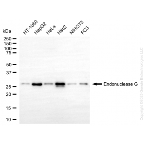 KO-Validated ENDOG Rabbit mAb (20 μl)
