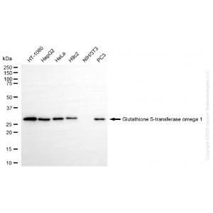 KO-Validated GSTO1 Rabbit mAb (20 μl)