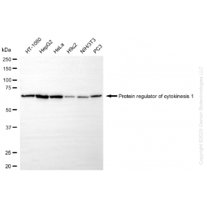 KO-Validated PRC1 Rabbit mAb (20 μl)
