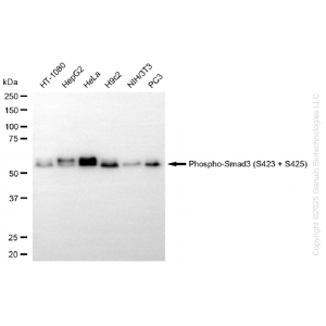71222-WB-1-300x300-1.webp KO-Validated Phospho-Smad3 (S423 + S425) Rabbit mAb (20 μl)