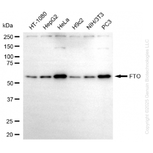 KO-Validated FTO Mouse mAb (20 μl)