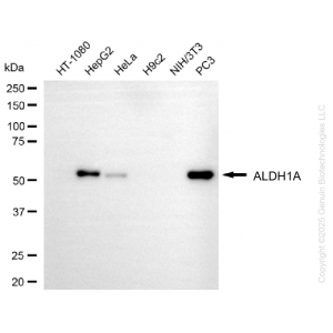 KO-Validated ALDH1A3 Mouse mAb (20 μl)