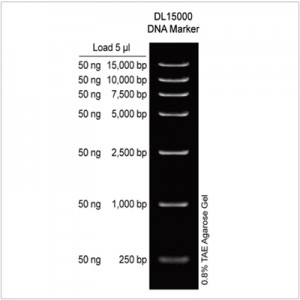 DL15000 DNA Marker (2×500µl)