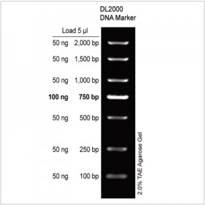 DL2000 DNA Marker (2×500µl)