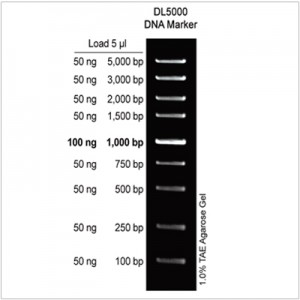 DL5000 DNA Marker (2×500µl)